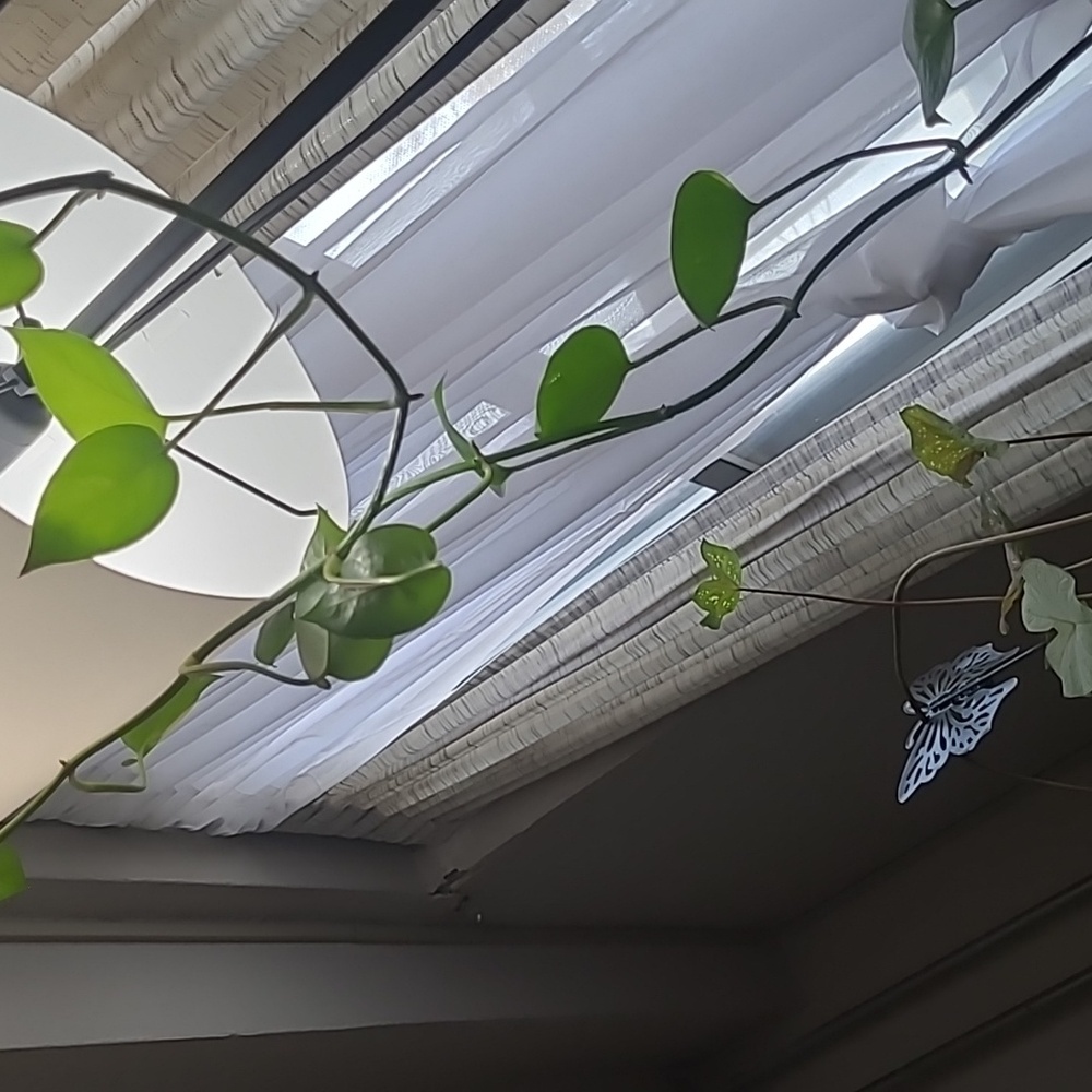 Meet your Posher, @poshinghuh99